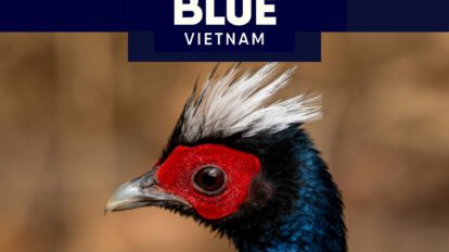 bringbackbluemain